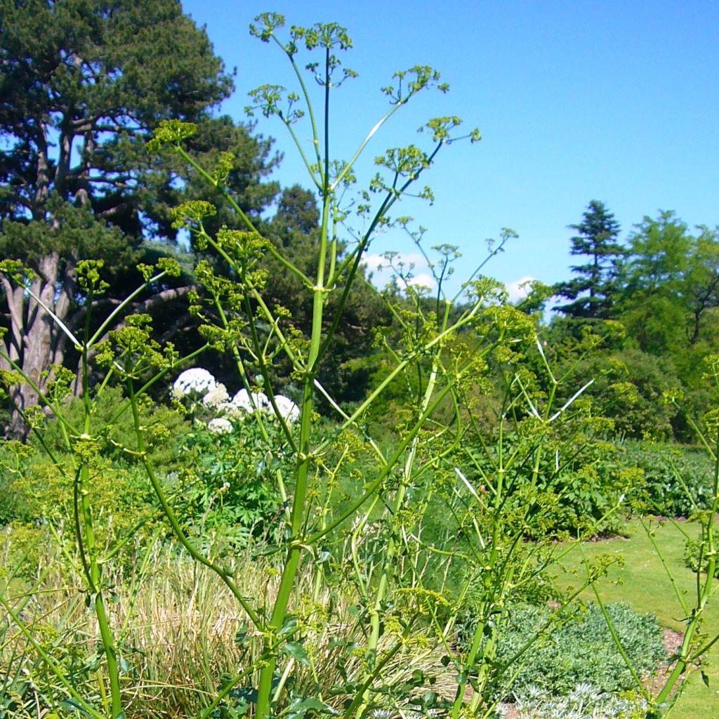 Opopanax chironium