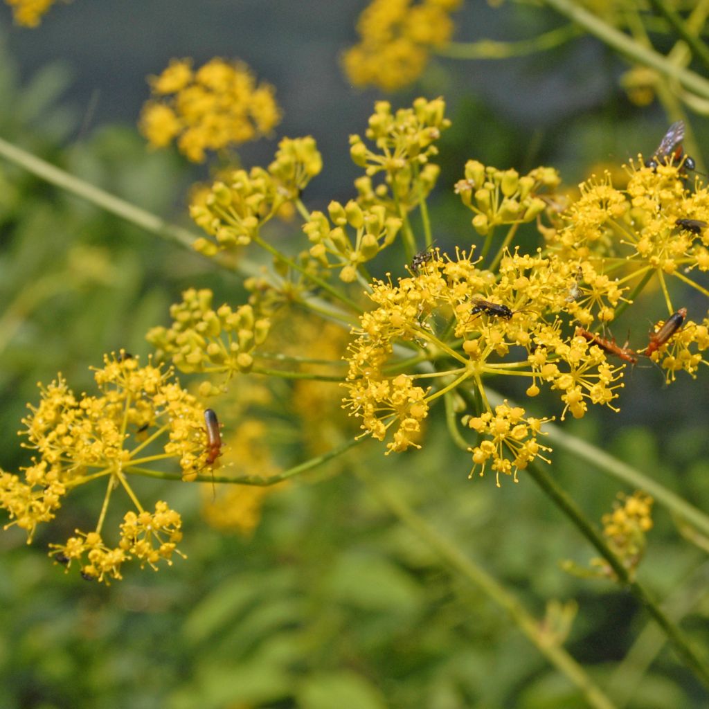 Opopanax chironium