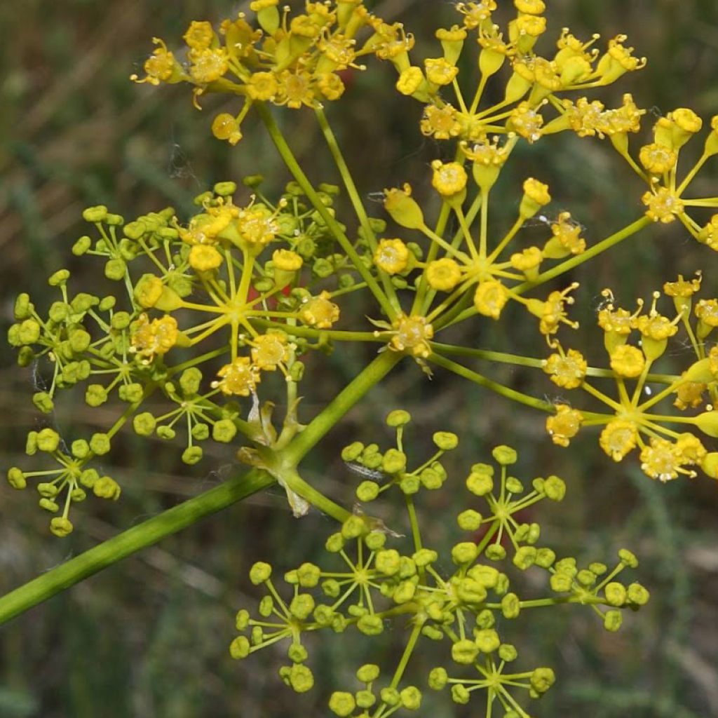 Opopanax chironium