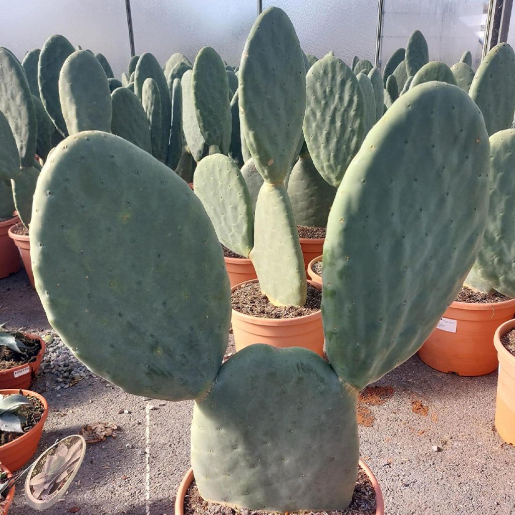 Opuntia Titania - Cactus raquette