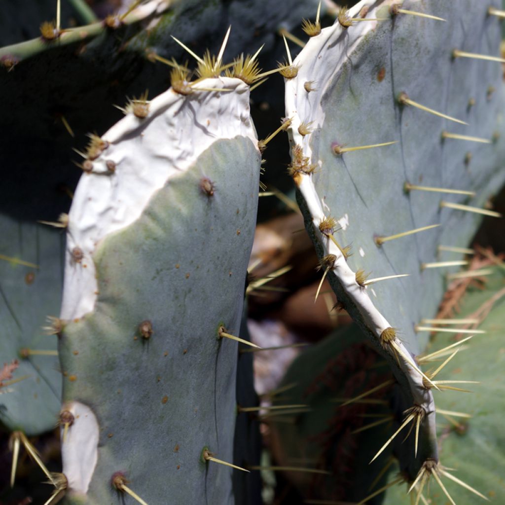 Opuntia Alta - Cactus