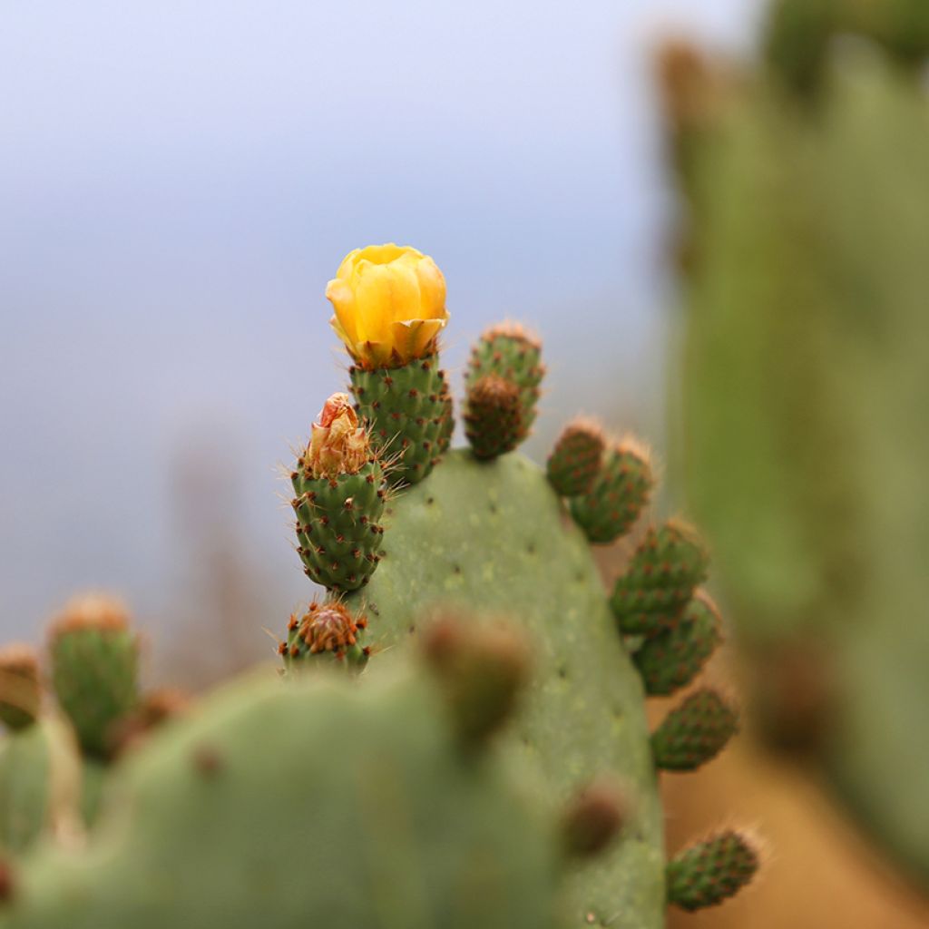 Opuntia Alta - Cactus