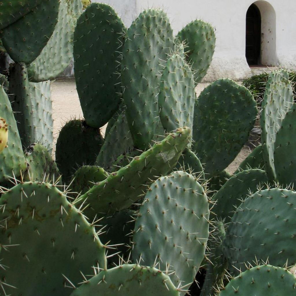 Opuntia Alta - Cactus