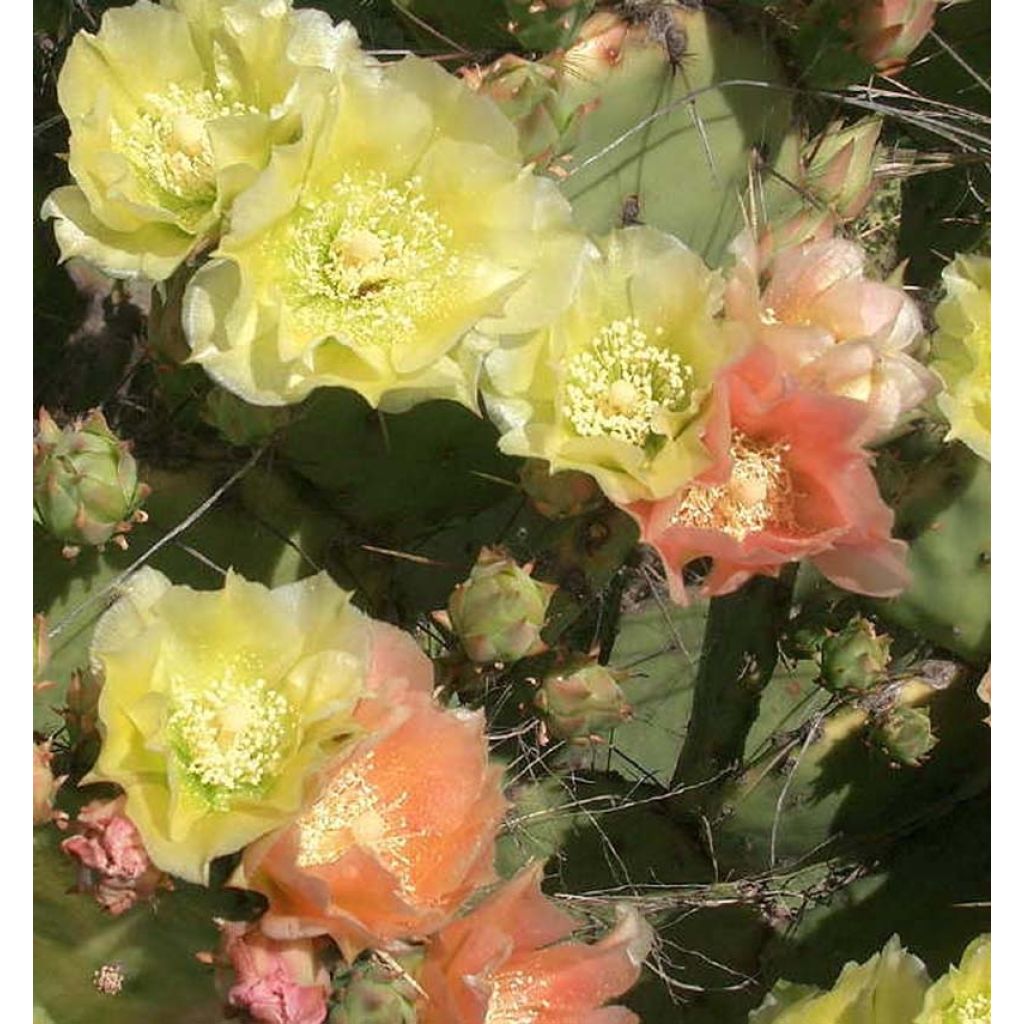 Opuntia atrispina - Oponce