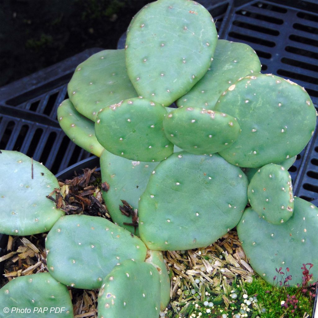 Opuntia compressa Millevaches - Oponce de l'Est.