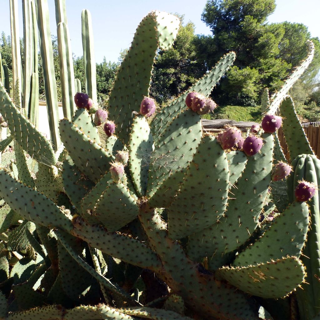 Opuntia engelmannii Linguiformis - Oponce