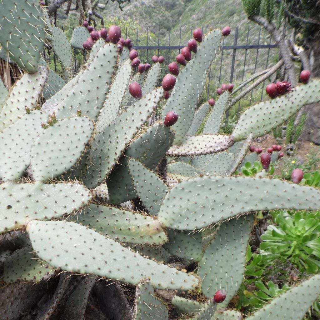 Opuntia engelmannii Linguiformis - Oponce