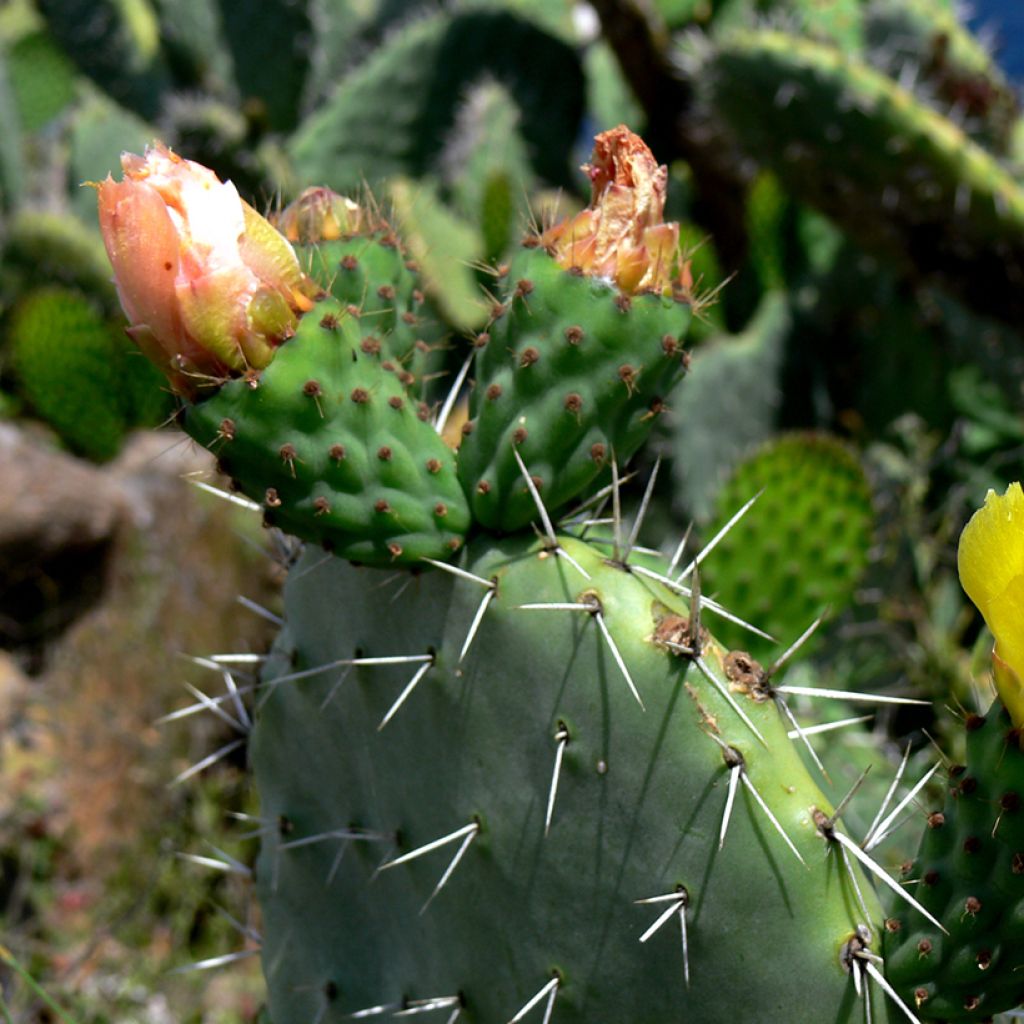 Opuntia howeyi - Cactus raquette
