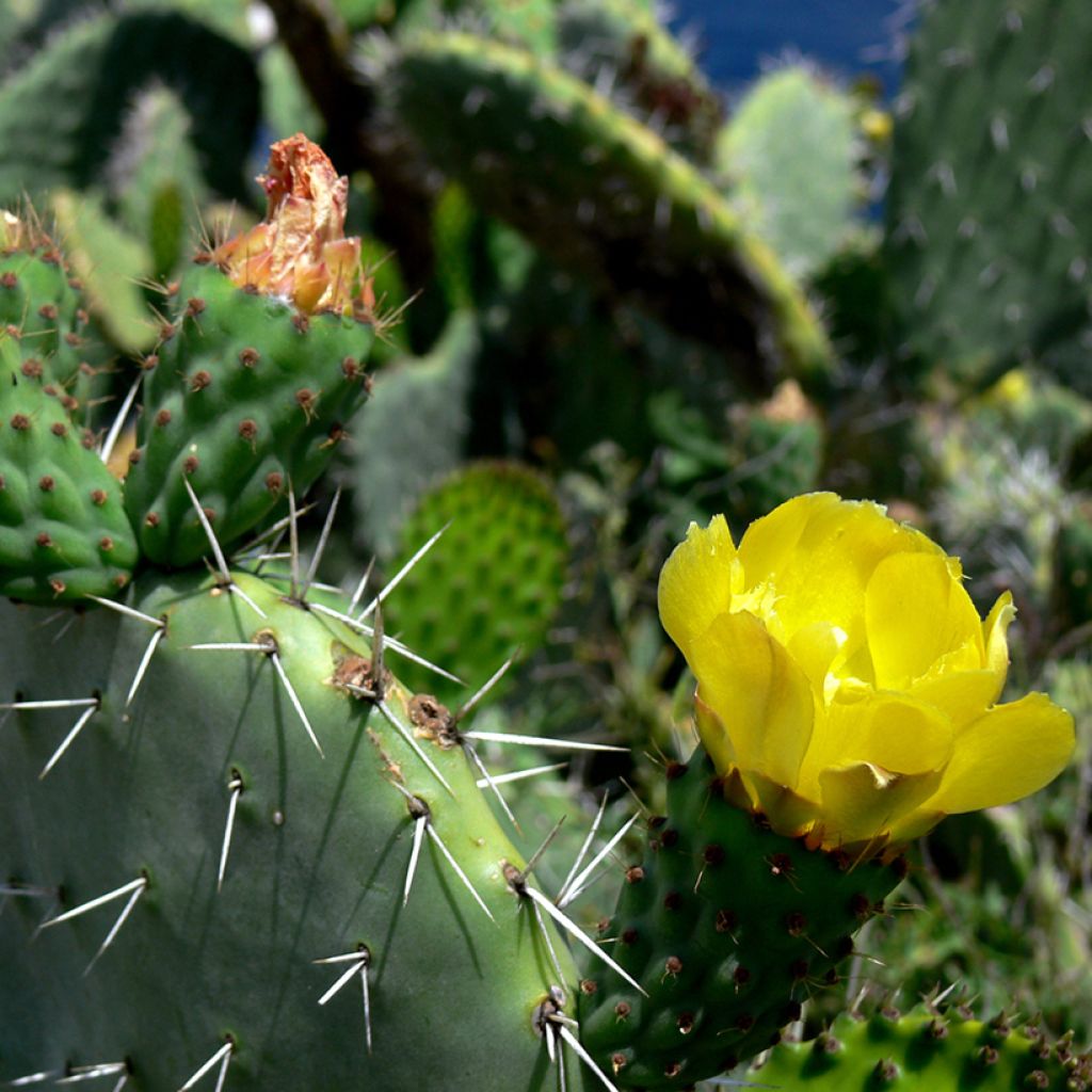 Opuntia howeyi - Cactus raquette