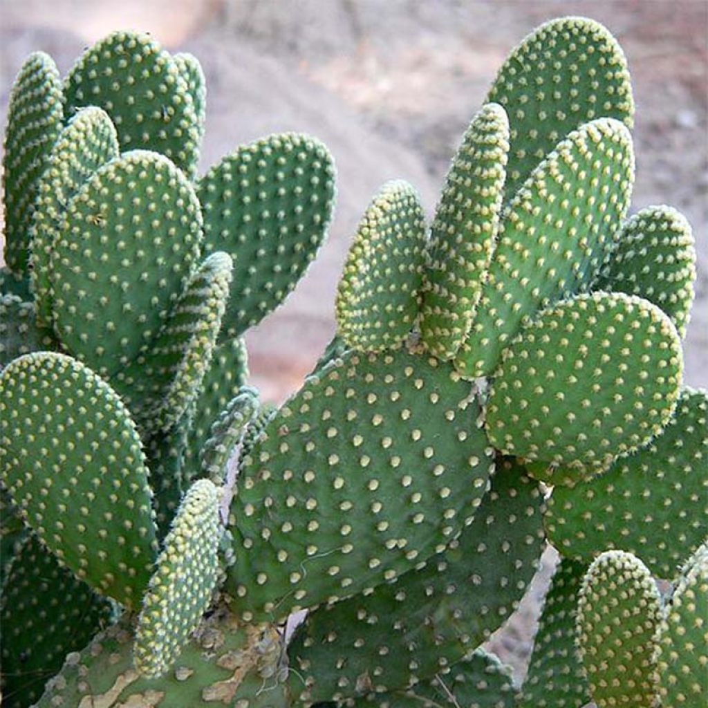 Opuntia microdasys - Oponce