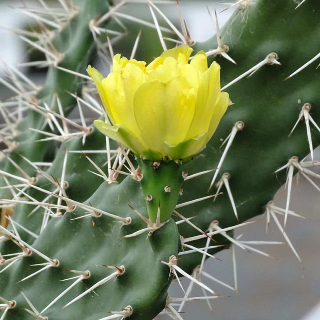 Opuntia sulfurea (sulphurea) - Cactus raquette