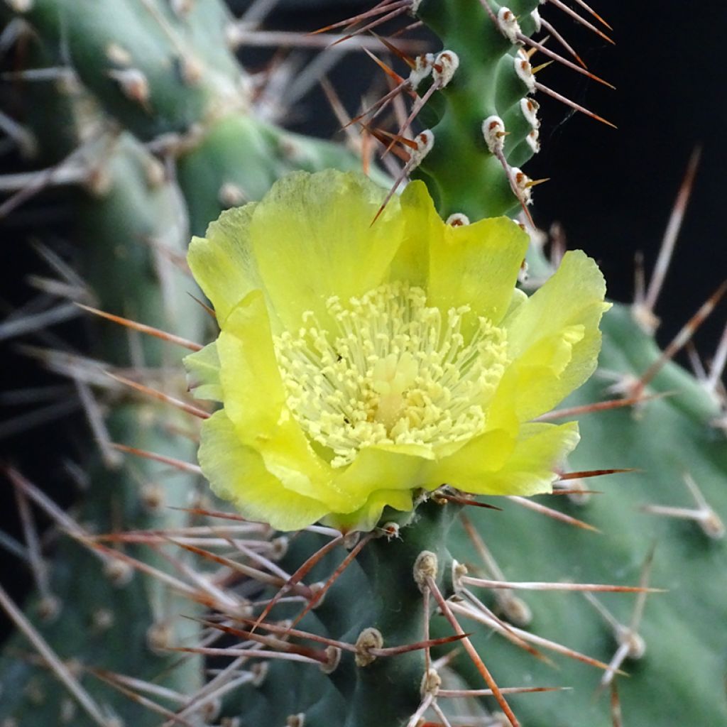 Opuntia sulfurea (sulphurea) - Cactus raquette