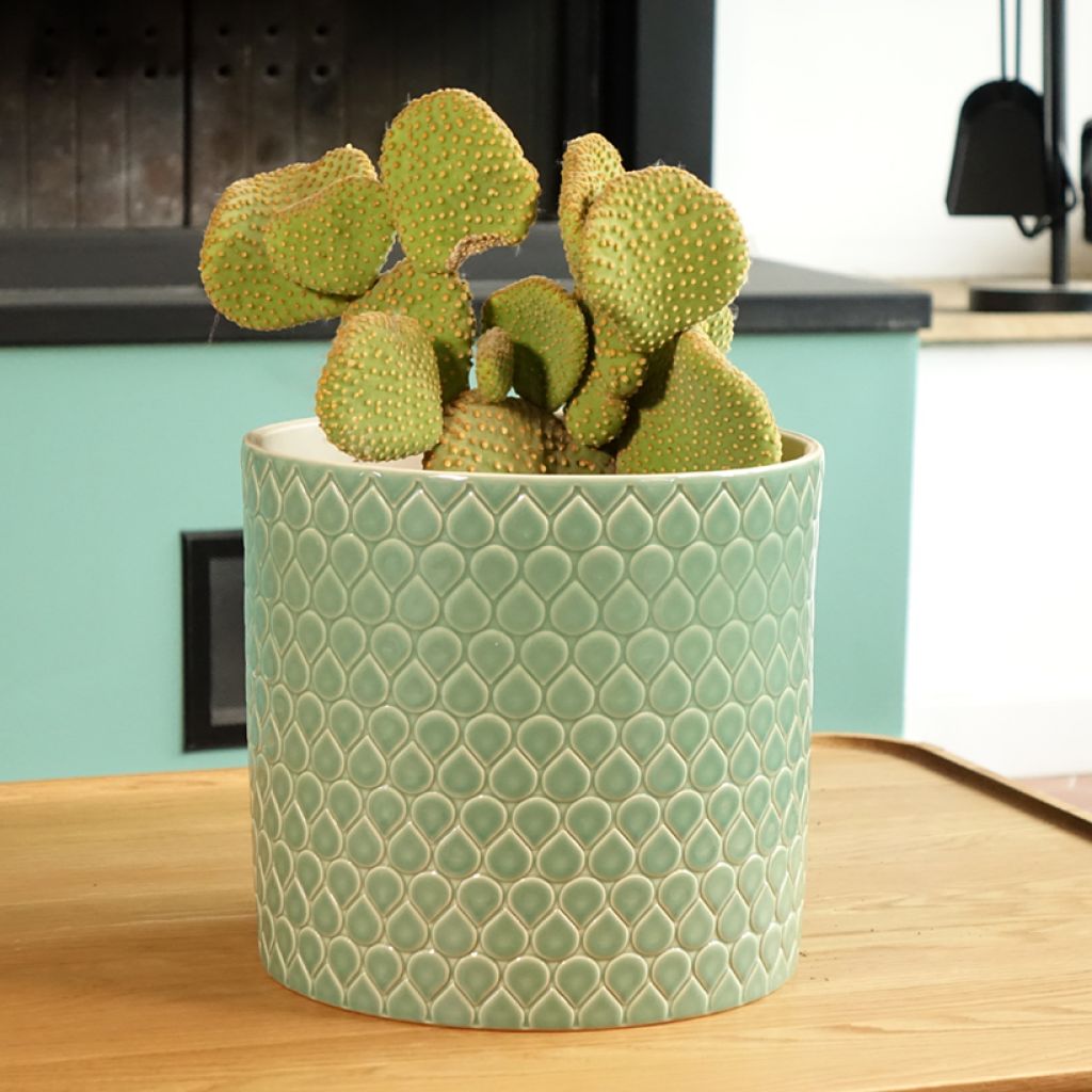 Opuntia microdasys 'Undulata' - Cactus raquette