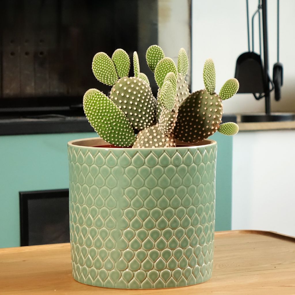 Opuntia microdasys var. albispina - Cactus raquette