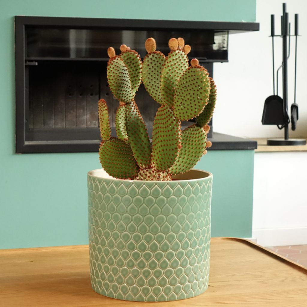 Opuntia microdasys var. rufida - Cactus raquette