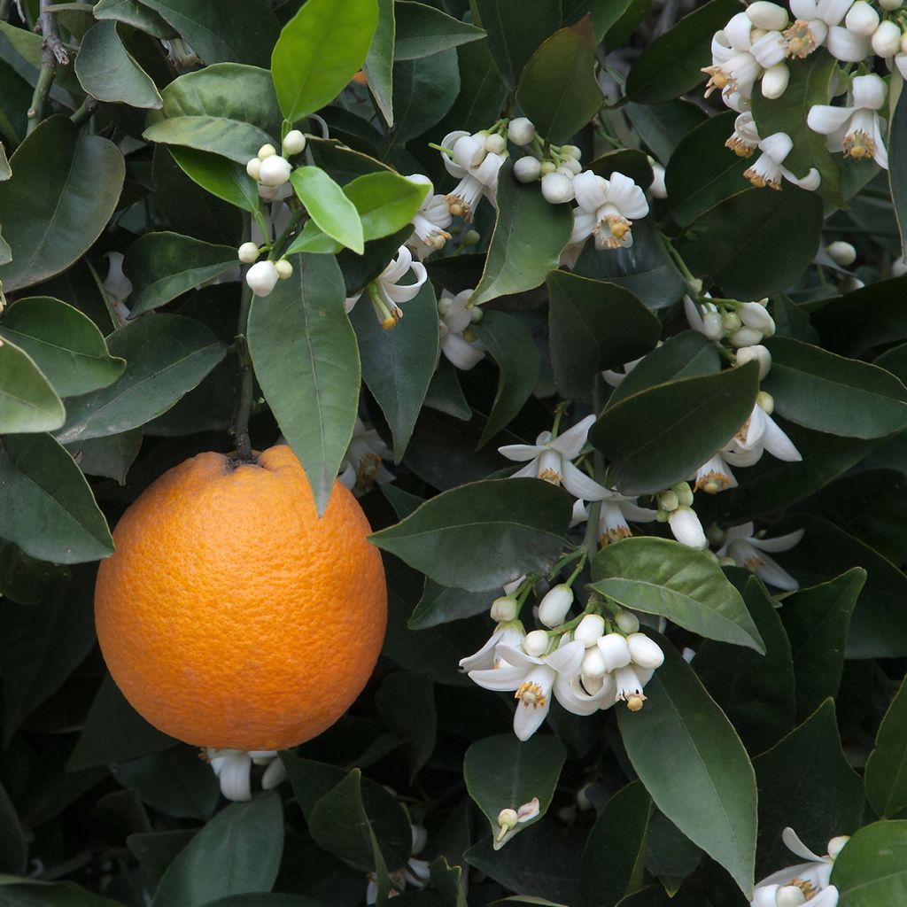 Oranger - Citrus Sinensis - Agrumes
