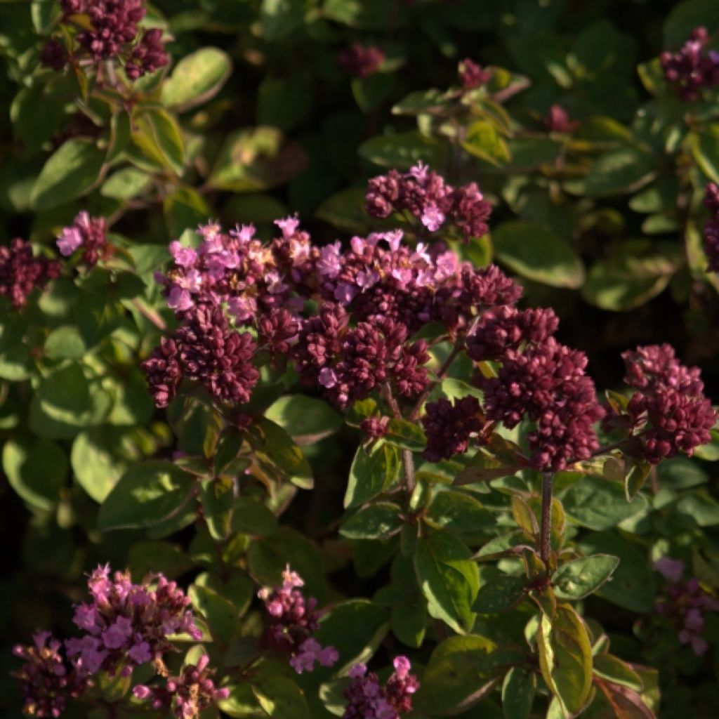 Origanum hybride Rosenkuppel, Origan, Marjolaine