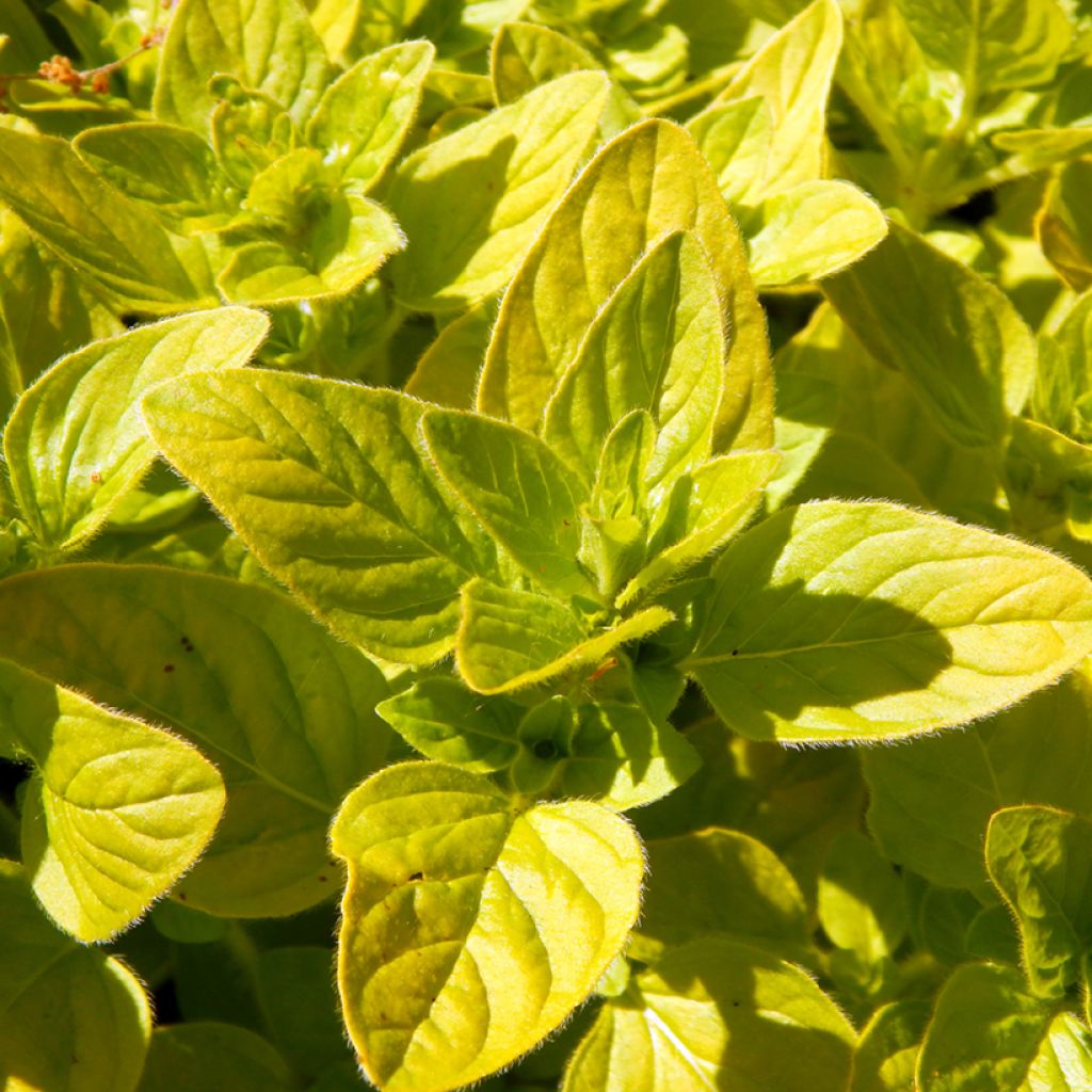 Origan doré - Origanum vulgare Aureum