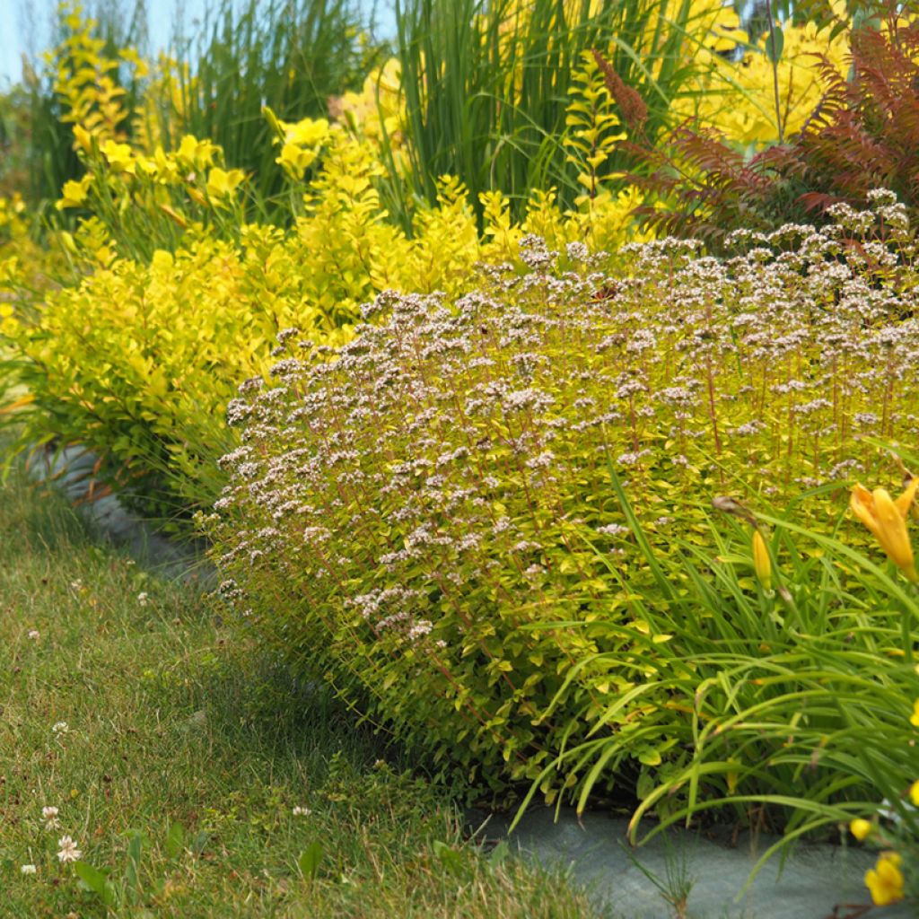 Origan doré - Origanum vulgare Aureum