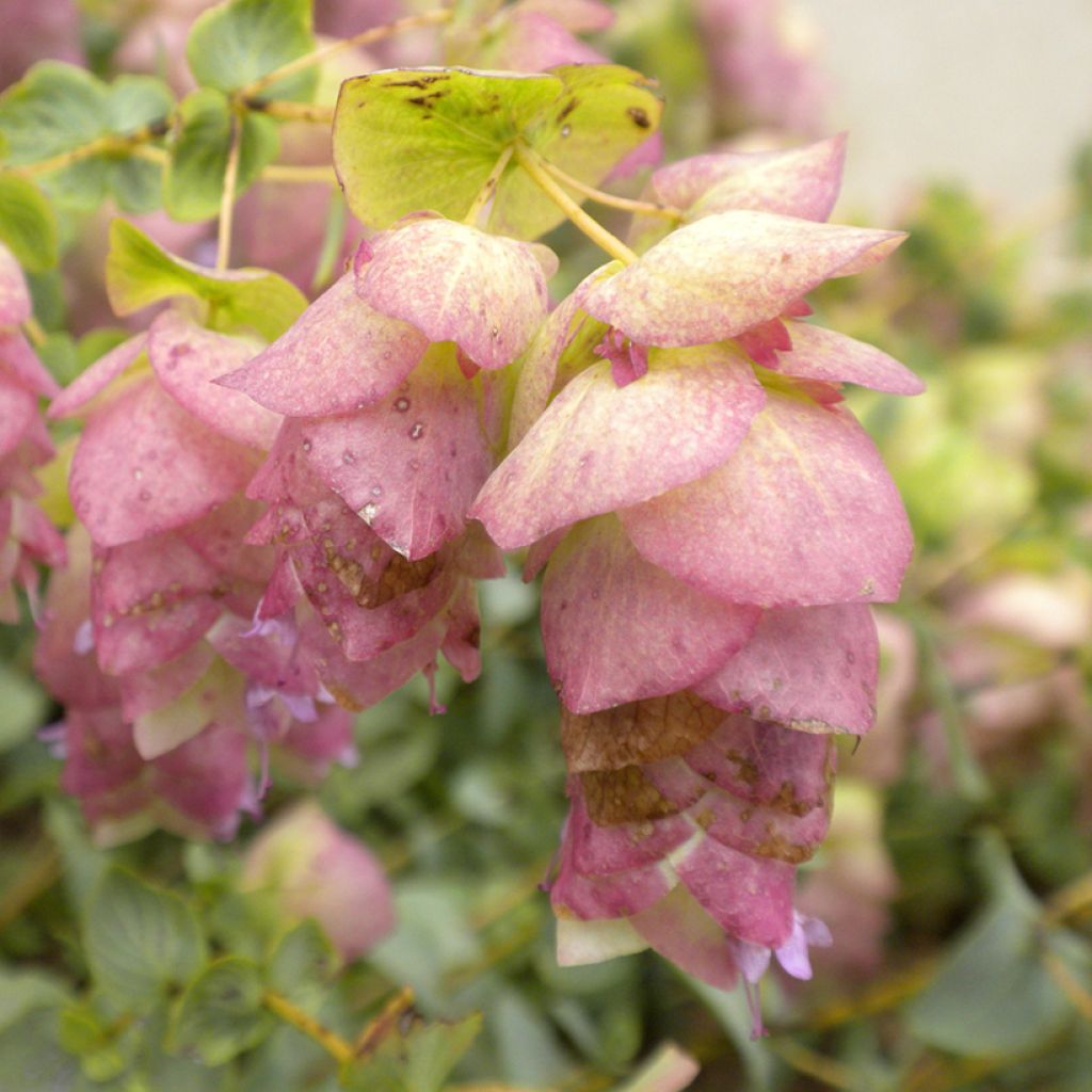 Origanum rotundifolium Kent Beauty - Origan, Marjolaine