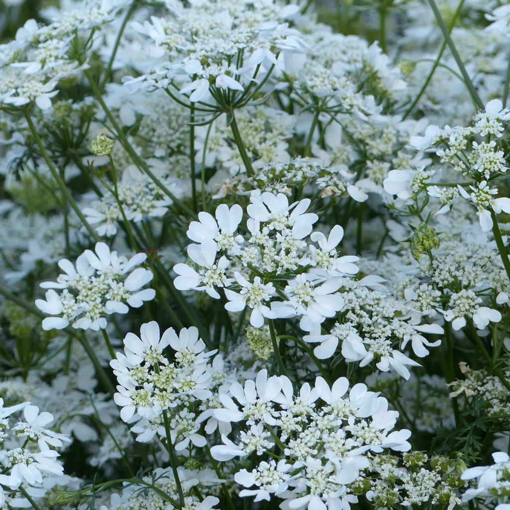 Graines d'Orlaya grandiflora