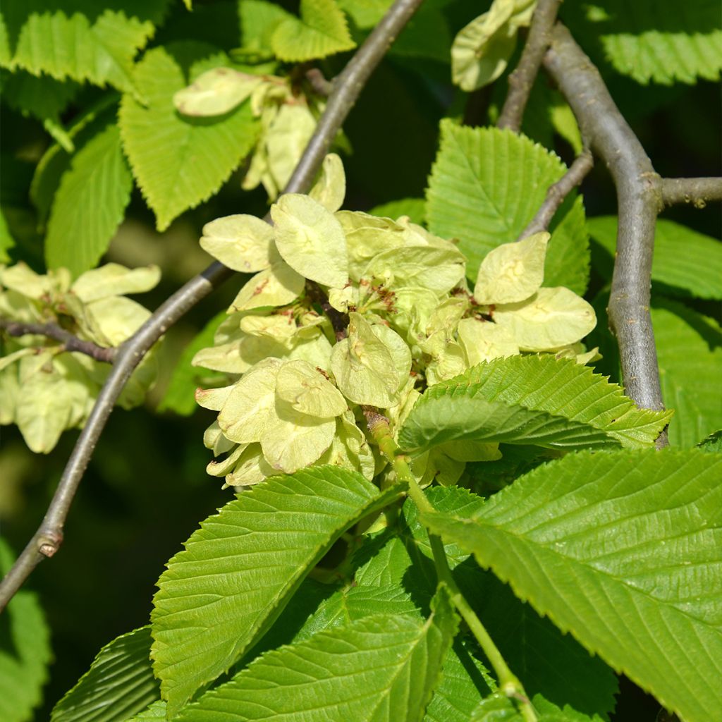 Orme à petites feuilles - Ulmus glabra Pendula