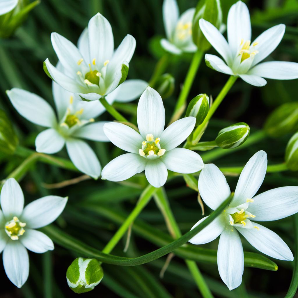 Ornithogale umbellatum - Dame d'onze heures