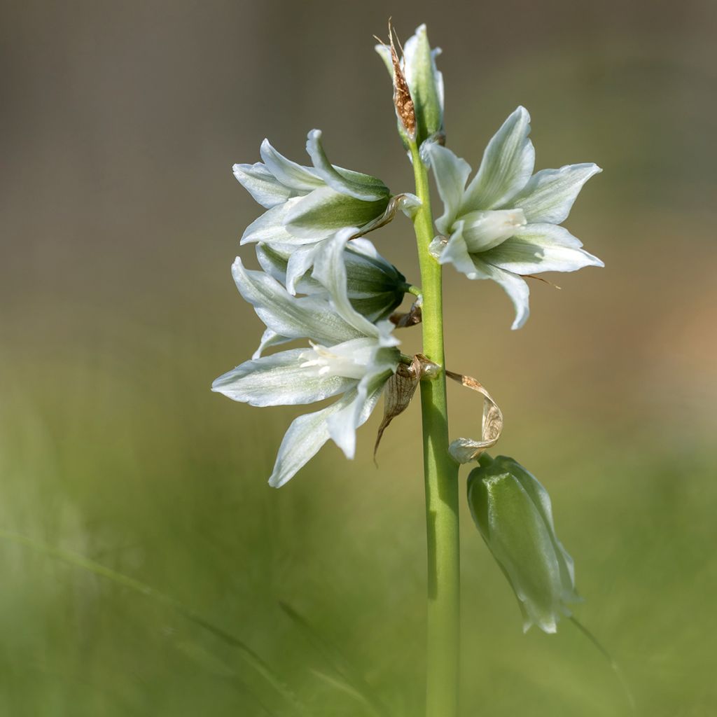 Ornithogalum nutans - Ornithogale penché