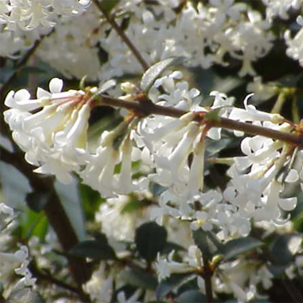 Osmanthus delavayi - Osmanthe de Delavay