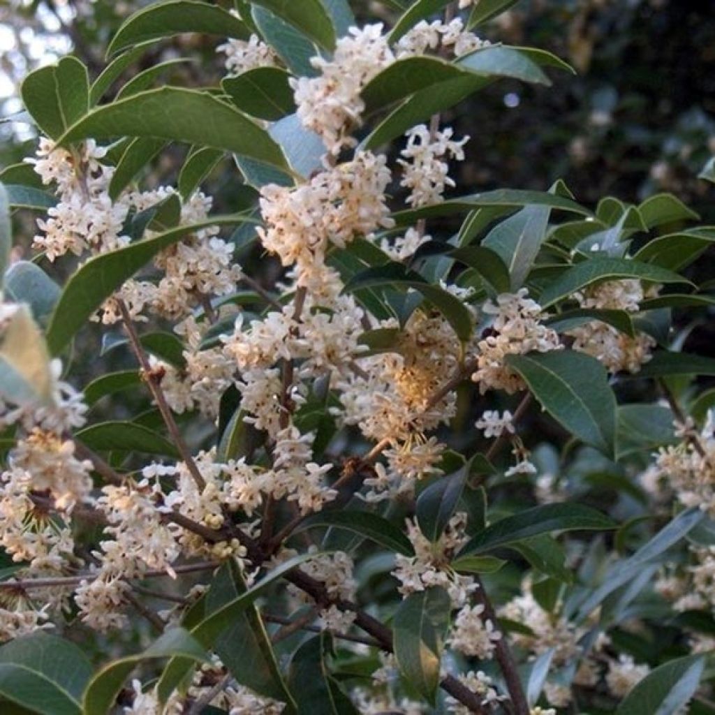 Osmanthus fortunei - Osmanthe de Fortune