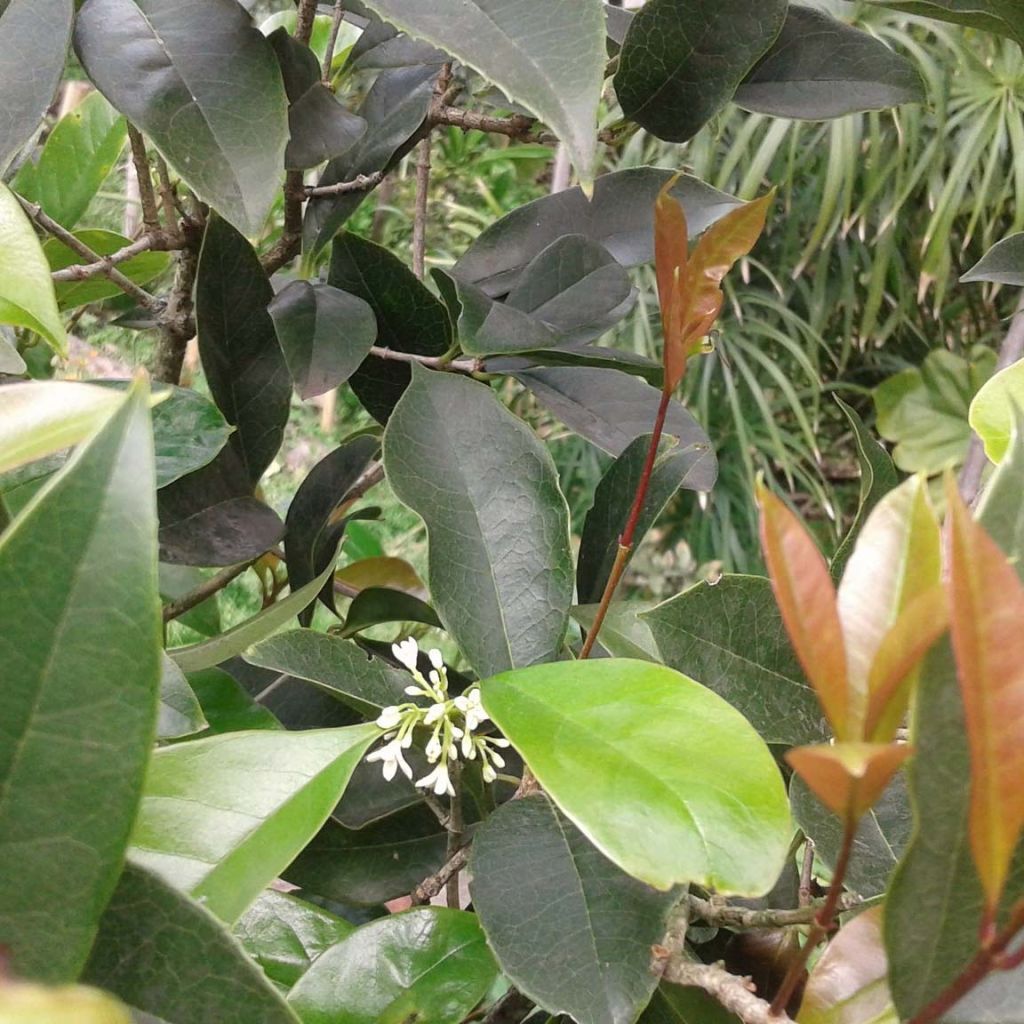 Osmanthus fragans - Osmanthe parfumé