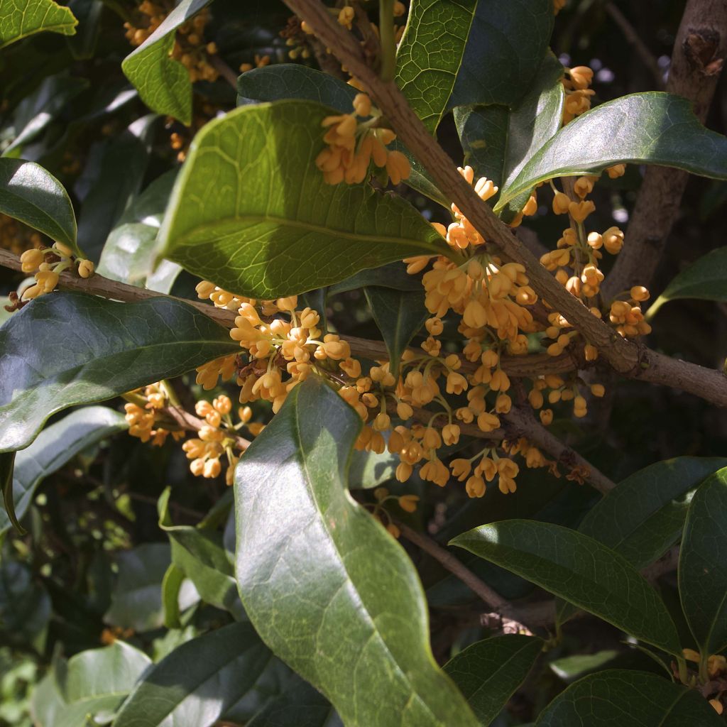 Osmanthus fragrans Aurantiacus - Osmanthe parfumé