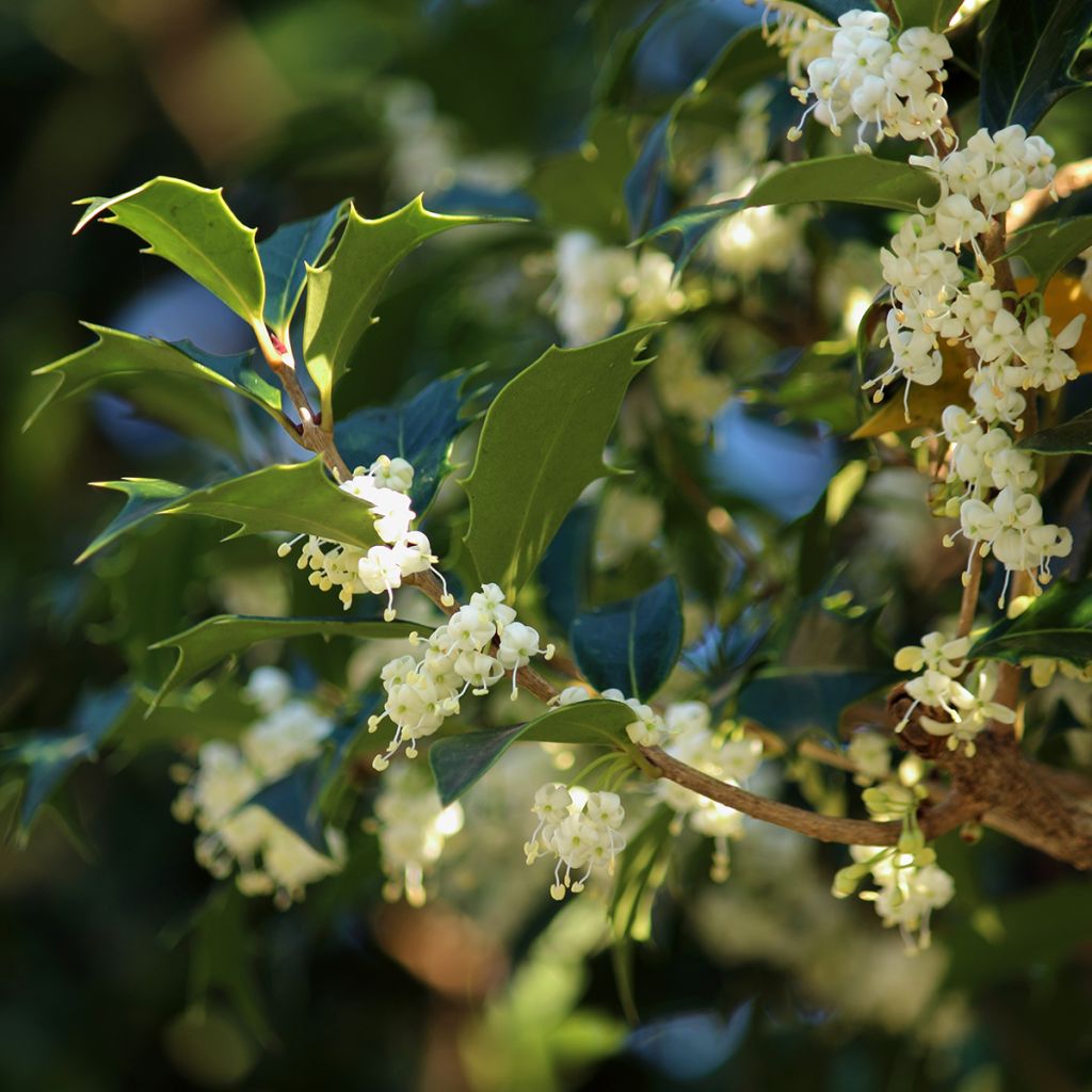 Osmanthus heterophyllus - Osmanthe à feuilles de houx