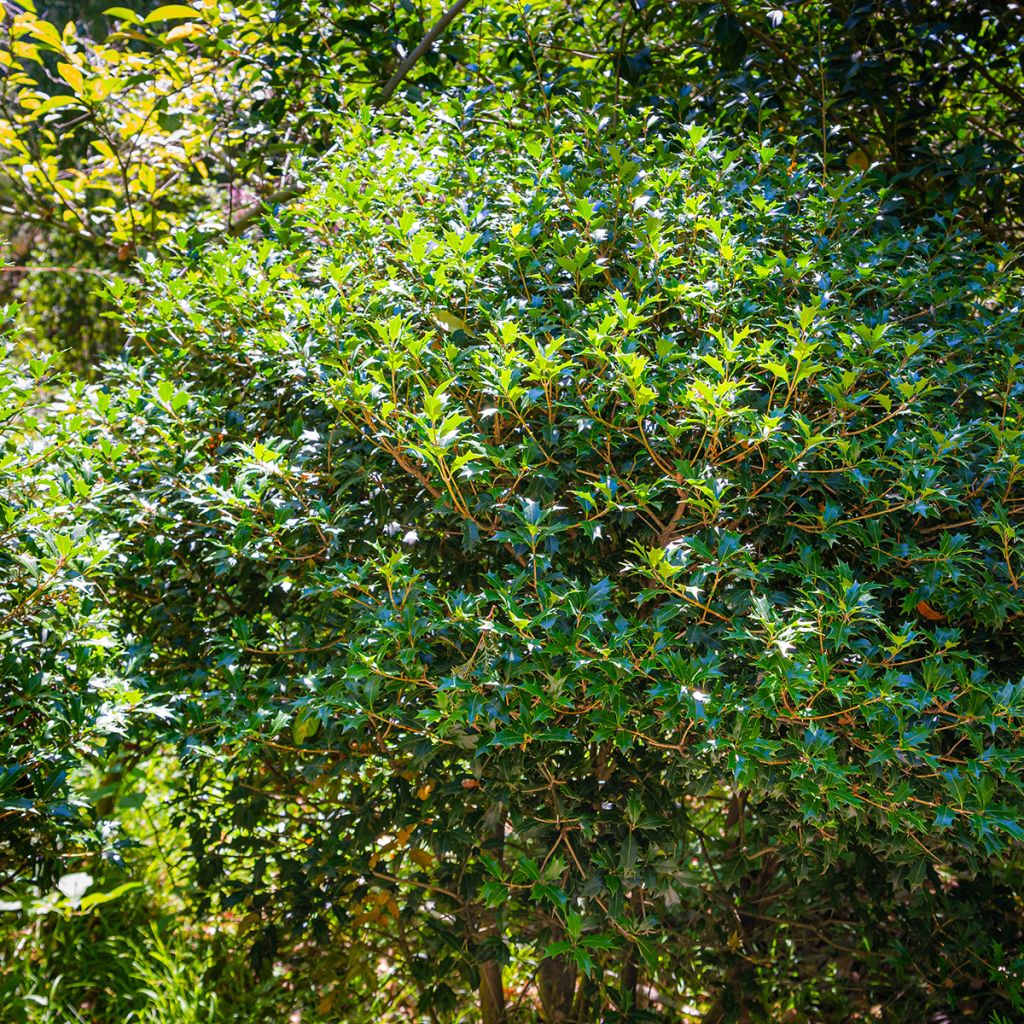 Osmanthus heterophyllus - Osmanthe à feuilles de houx