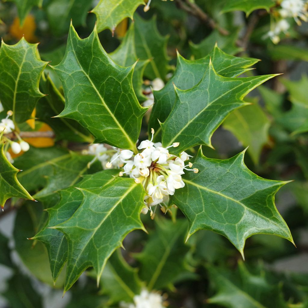 Osmanthus heterophyllus - Osmanthe à feuilles de houx