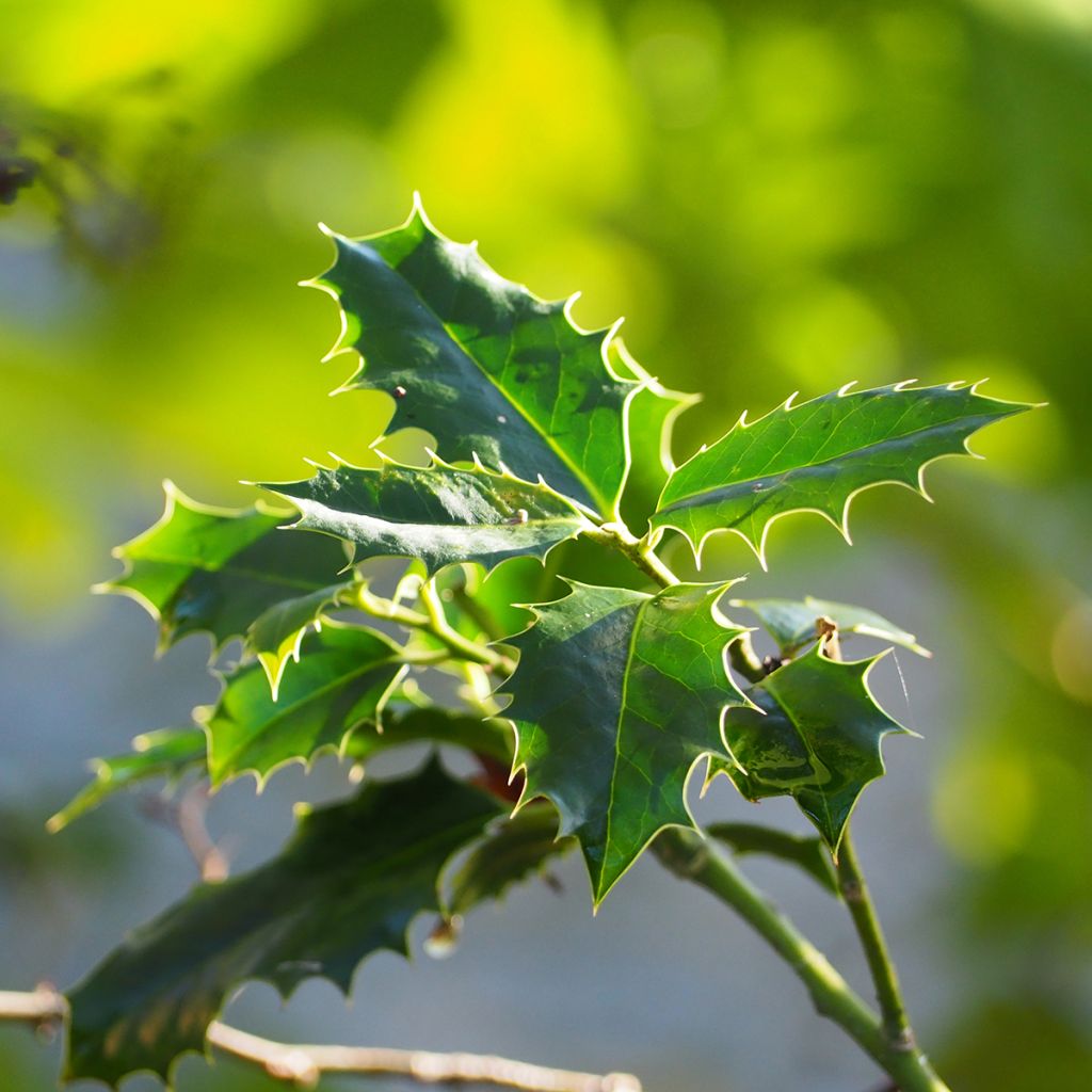 Osmanthus heterophyllus - Osmanthe à feuilles de houx
