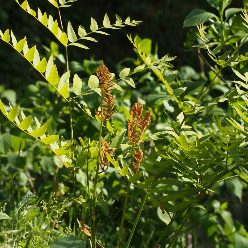Osmunda japonica - Fougère - Osmonde du Japon 