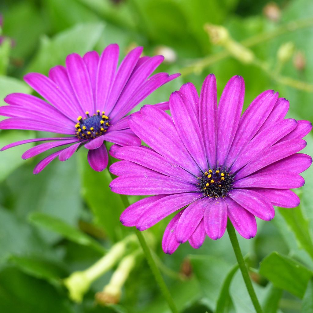 Osteospermum Cape Daisy pourpre