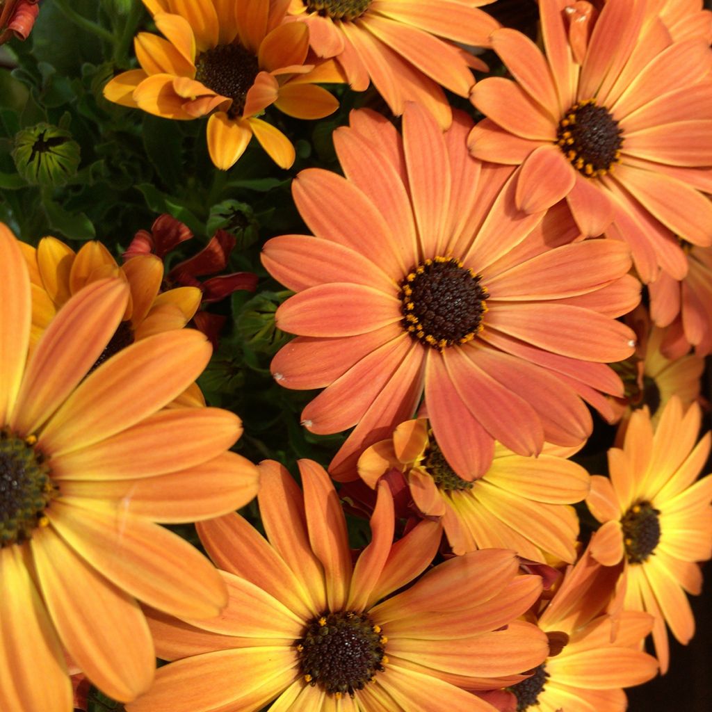 Osteospermum Dalina Orange