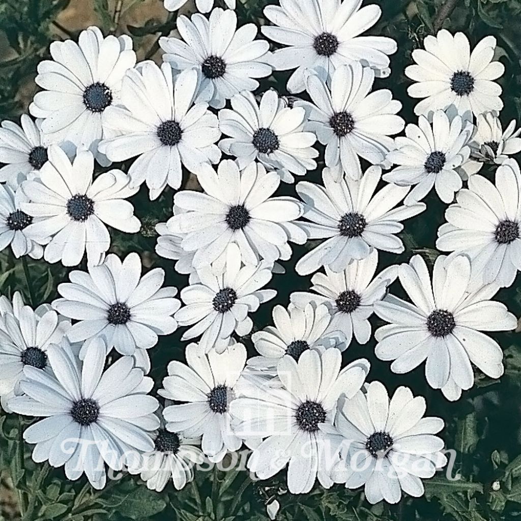 Osteospermum Cape Daisy Glistening White 