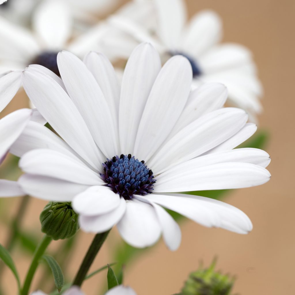 Graines d'Osteospermum Glistening White - Marguerite du Cap