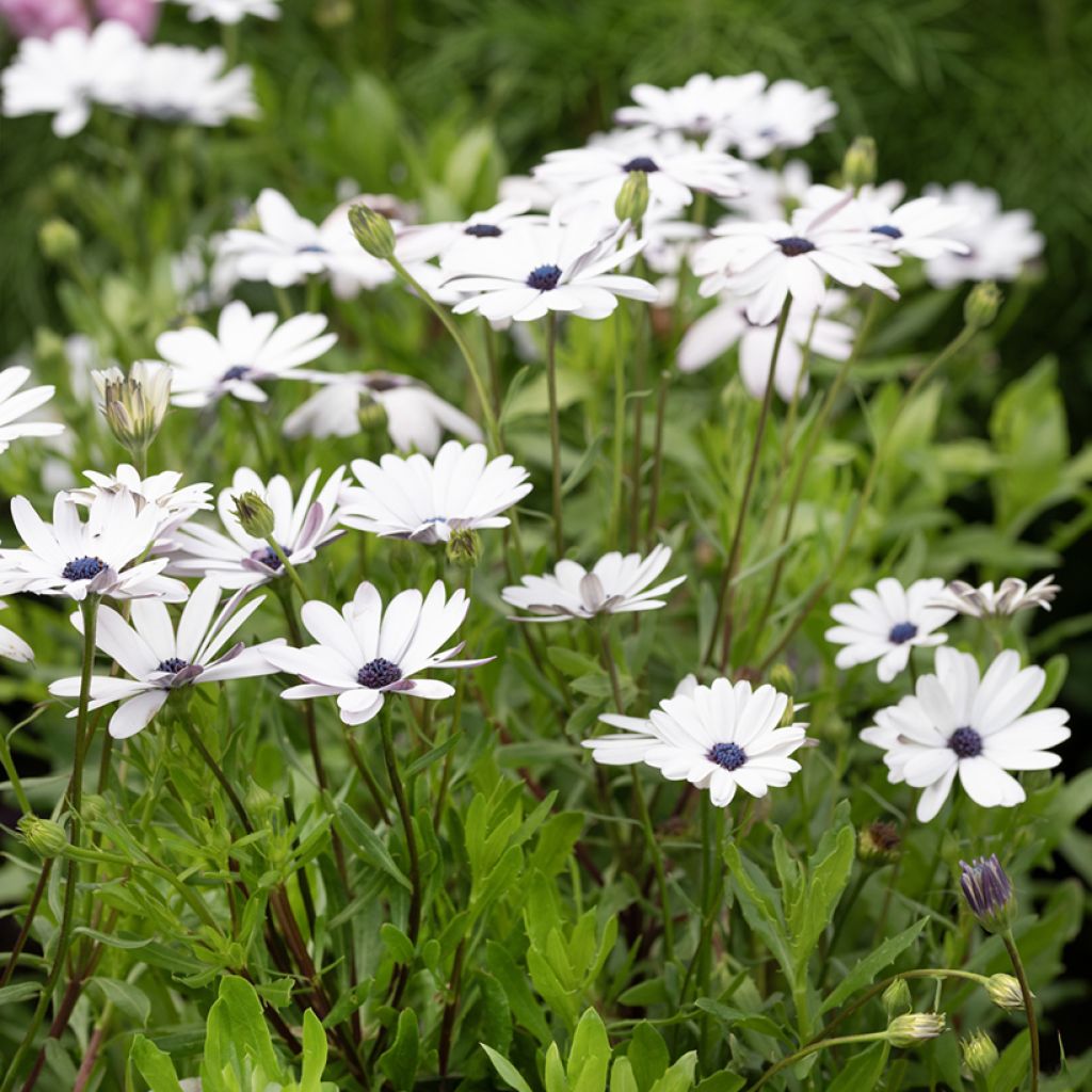 Graines d'Osteospermum Glistening White - Marguerite du Cap