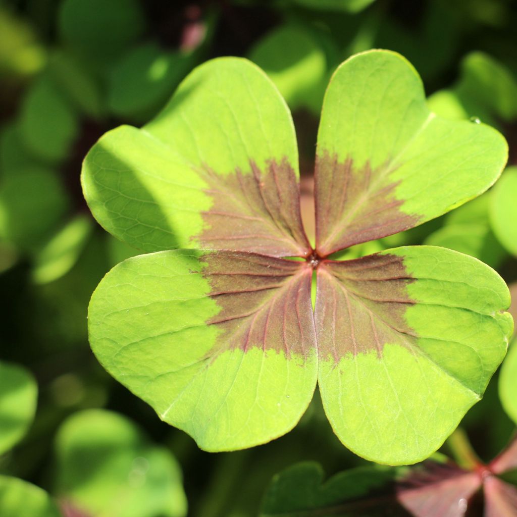 Faux trèfle à quatre feuilles (Oxalis deppei), ou oxalide