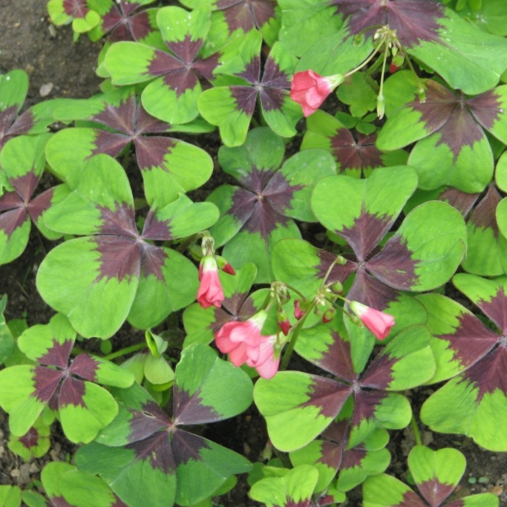 Oxalis deppei - Faux trèfle à quatre feuille