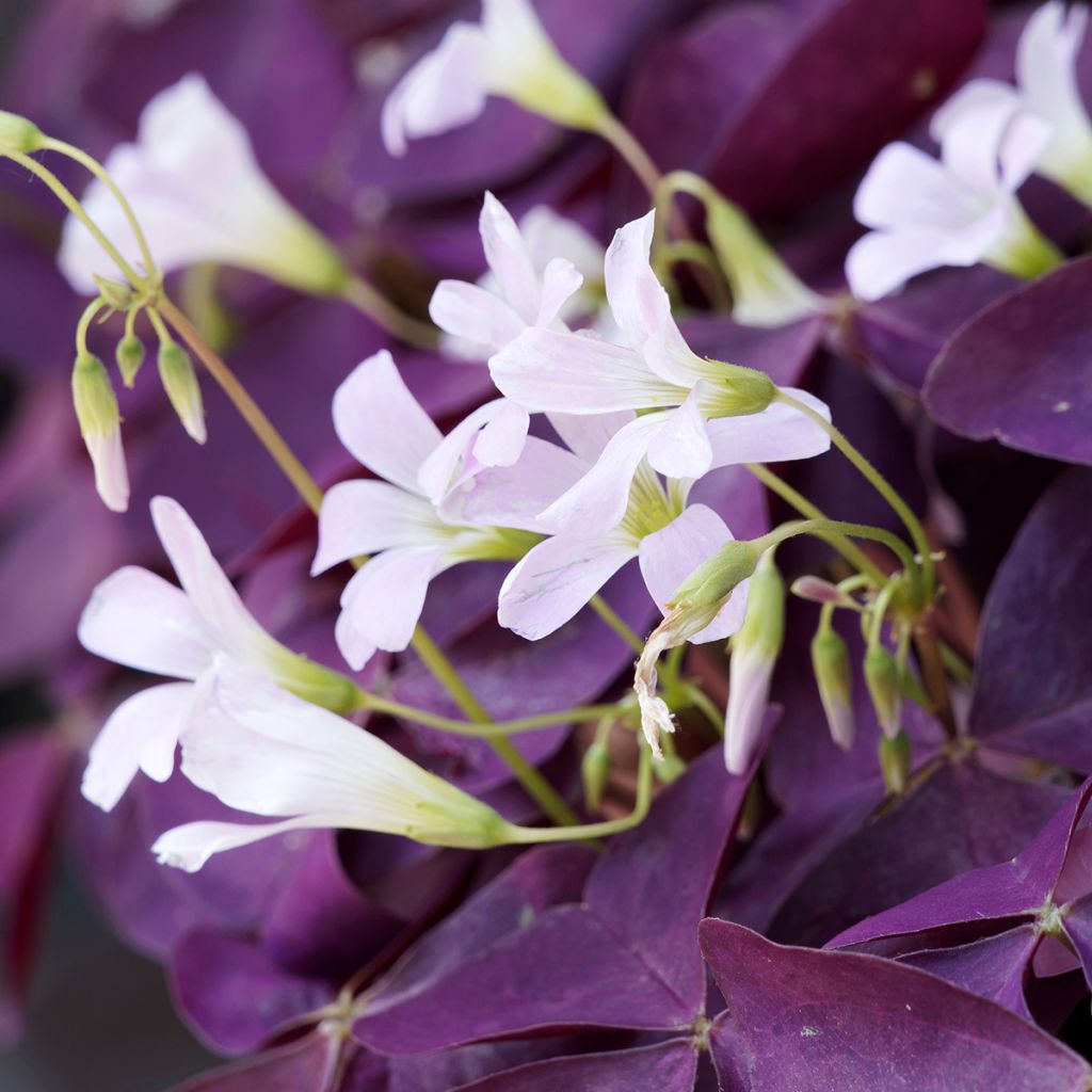 Oxalis triangulaire, Faux-trèfle à fleurs roses, Oxalis regnellii ssp  triangularis : planter, cultiver, multiplier