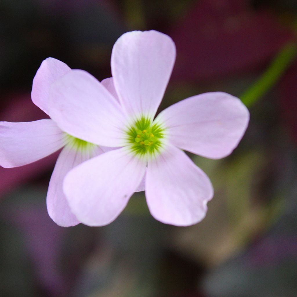 Oxalis triangularis ssp.papilionacea Atropurpurea