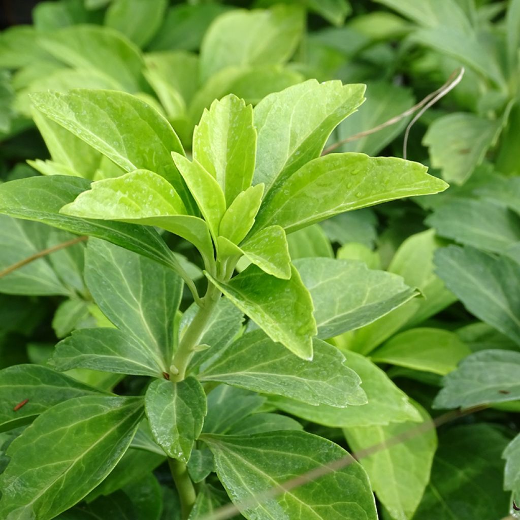 Pachysandra terminalis