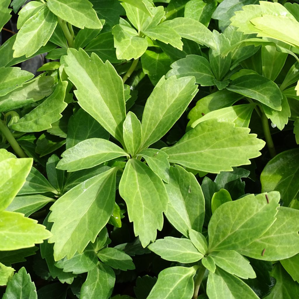 Pachysandra terminalis