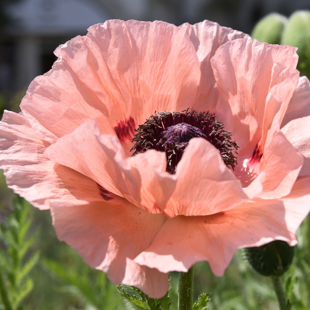 Pavot d'Orient Mrs Perry - Papaver orientale