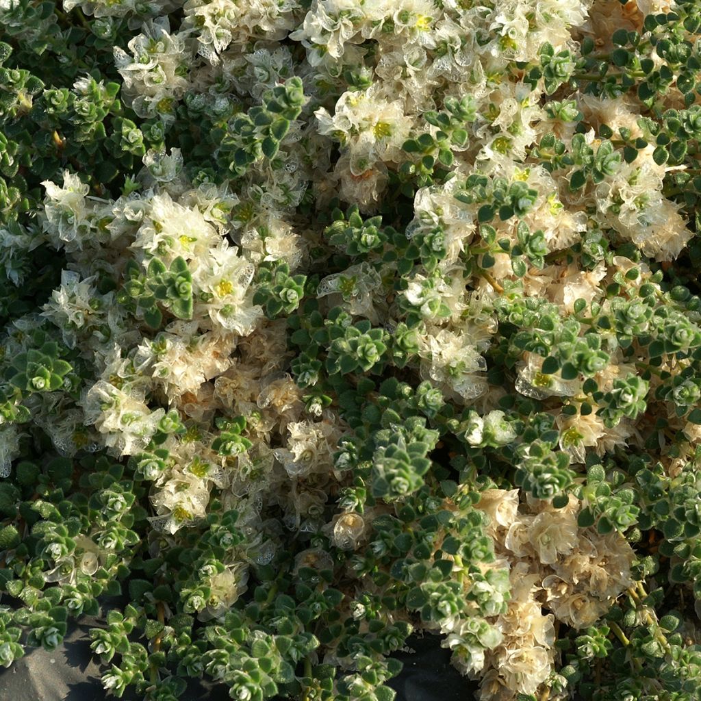 Paronychia kapela ssp. serpyllifolia - Paronyque à feuilles de serpolet